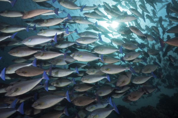 Swarm of blue-tailed nose doctor, Naso caeruleocauda, Raja Ampat, West Papua, Indonesia, Asia