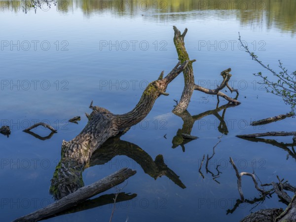 Deadwood reflected in the water of the Kreuzteich pond in the Riddagshäuser Teiche nature reserve, Braunschweig-Riddagshausen, Lower Saxony, Germany, Europe
