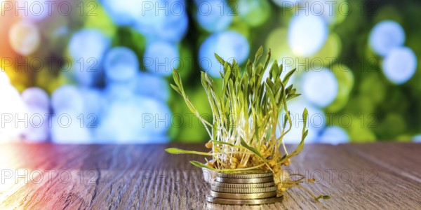 Sprouted wheat on stack of coins nature background. Roots, food, health. Micro green sprouts. Organic, vegan healthy food concept. Home gardening Seedlings. Seeding