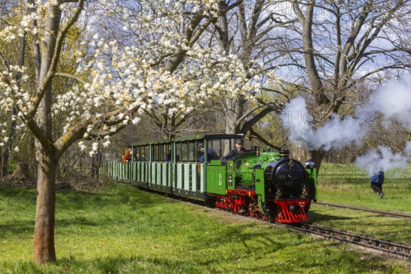 The popular small railway in Dresden's Great Garden has been in operation for 75 years. The steam locomotives Moritz and Lisa are even 100 years old. In the anniversary year, there is a children's festival and a steam locomotive festival. The renovated stations bring the history of the park railway to life and show the valuable work done with children and young people, Dresden, Saxony, Germany, Europe