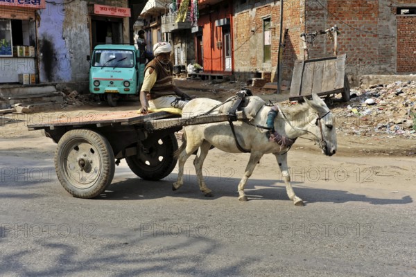 Fort Amber, Amber, near Jaipur, Rajasthan, North India, India, Asia, Scene of an everyday street scene with a donkey pulling a simple cart, Asia