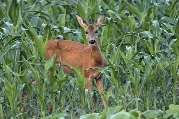 Roe deer (Capreolus capreolus)