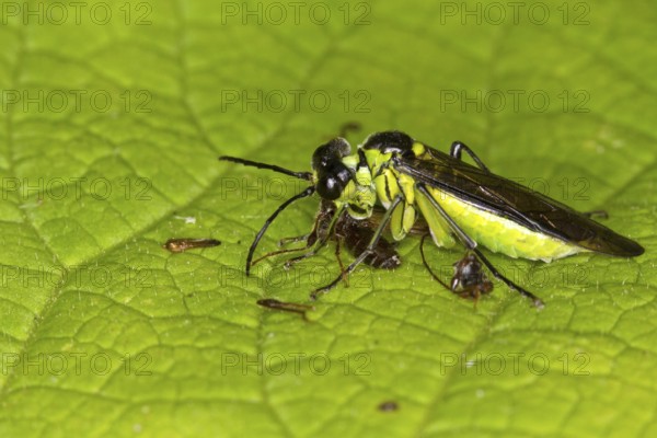 Leaf wasp eats preyed insect (Tenthredo mesomela)