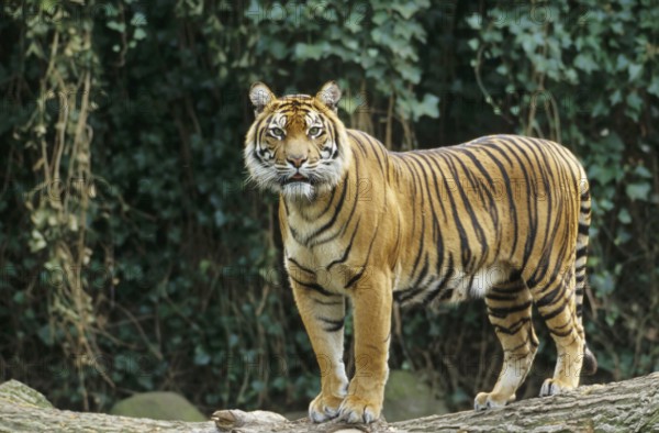Tiger (Panthera tigris)