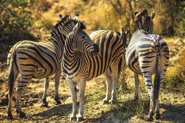 Game drive safari. Three African Zebras in Madikwe Game Reserve, South Africa, located against the Botswana border. Close to the Kalahari Desert, Africa