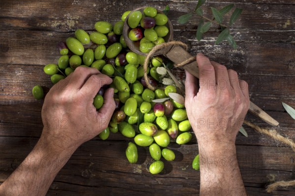 Cleaning and preparation for the brine of the big green olives