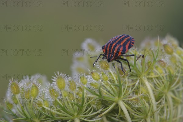 Graphosoma lineatum and Daucus carota subsp. carota. Stripe bugs on wild carrot