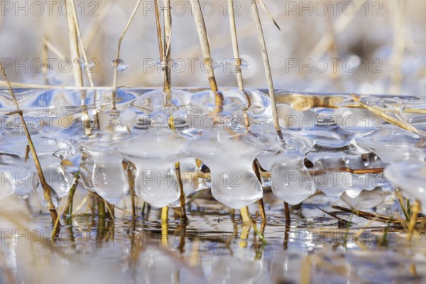 Frozen ice formations surround reed grasses standing in clear water, Sipplingen, Lake Constance, Baden-Württemberg, Germany, Europe