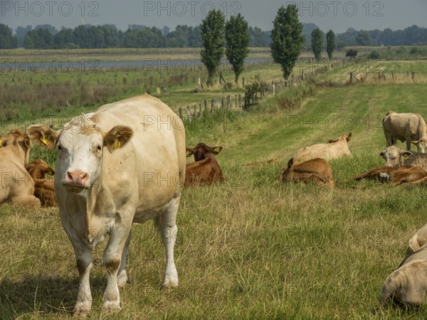 A cow stands on a green pasture with other grazing cows and trees in the background, xanten, North Rhine-Westphalia, germany