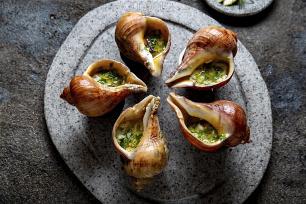 Food, Food, Chilean giant snails with butter, garlic and herbs on gray stone plate. escargot from pacific ocean