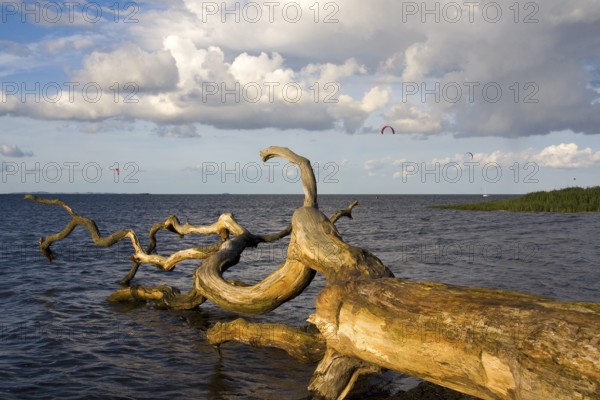 Tree in the sea