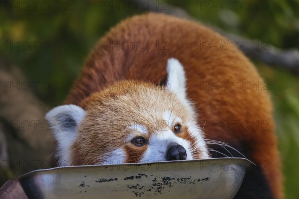 An inquisitive red panda in a zoo in Australia