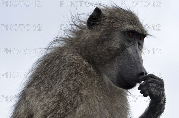 A chacma baboon portrait early in the morning in South Africa