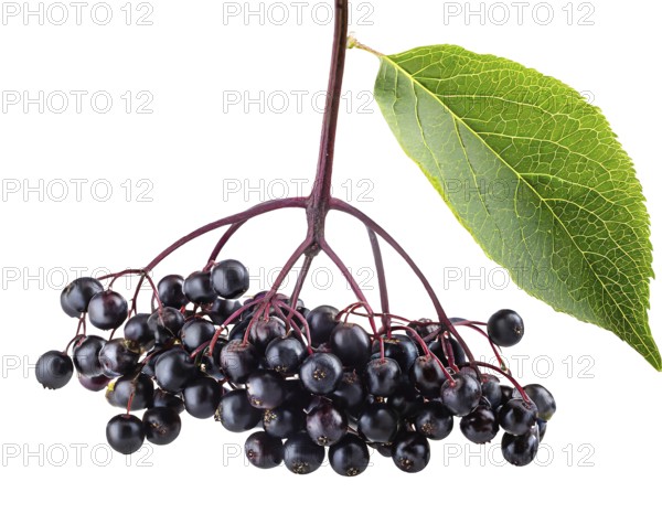 Ripe elderberry cluster with a vibrant green leaf, isolated on a white background with a clipping path