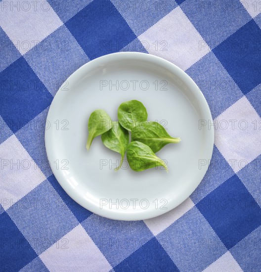 Diet Concept Image Of Spinach Salad Leaves On A White Plate On A Checked Table Cloth