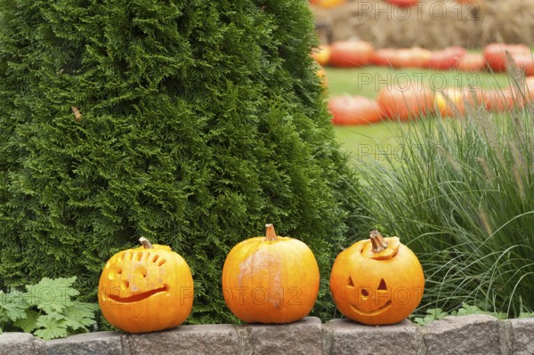 Three carved pumpkins with faces stand on a wall in the garden, borken, münsterland, germany
