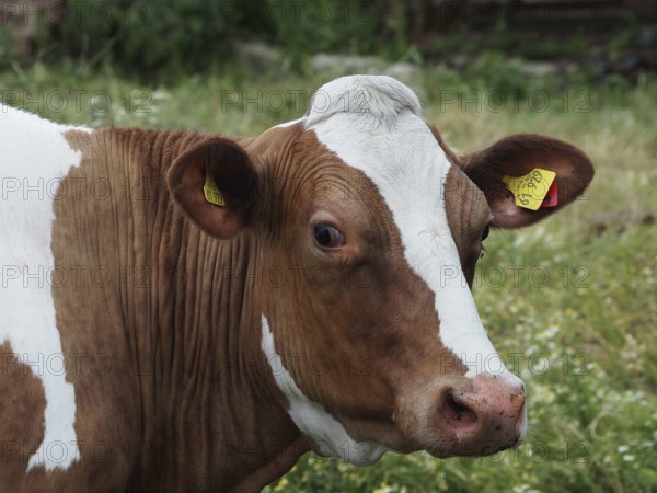 Close-up of a brown and white cow with ear tag in a meadow, Borken, Westphalia, Germany, Europe