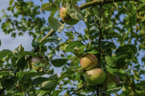 Apples hanging on a tree with green leaves under a blue sky, Bogen, Lower Bavaria