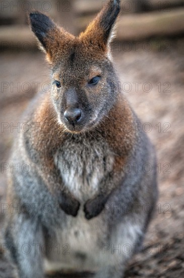 Close-up of a wallaby (Macropodidae) with detailed fur in a natural environment, Eisenberg, Thuringia, Germany, Europe