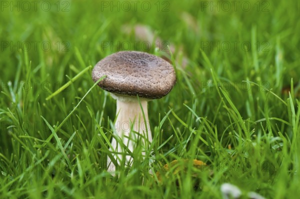 Autumnal group of mushrooms in the grass
