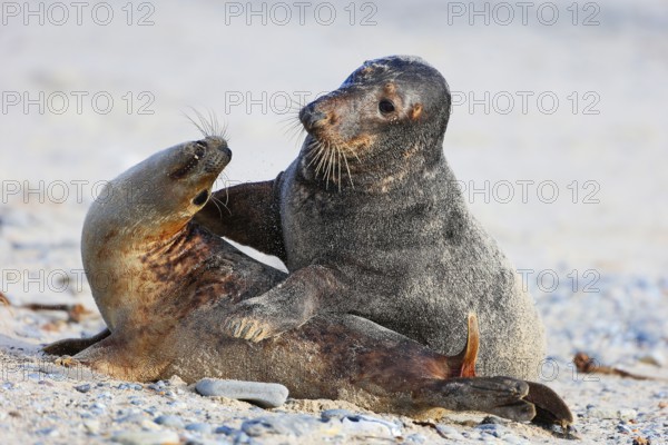 Grey seal (Halichoerus grypus), Heligoland, Schleswig-Holstein, Germany, Europe