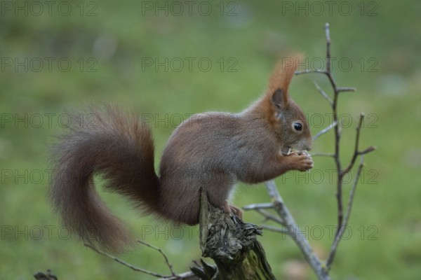 Squirrel holding nut in hands sitting on tree stump looking right
