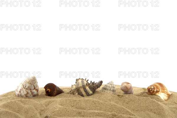 Many shells at the beach with white background
