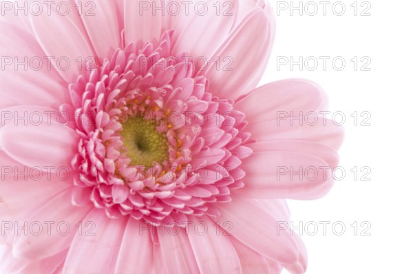 Pink Gerber in macro on white background