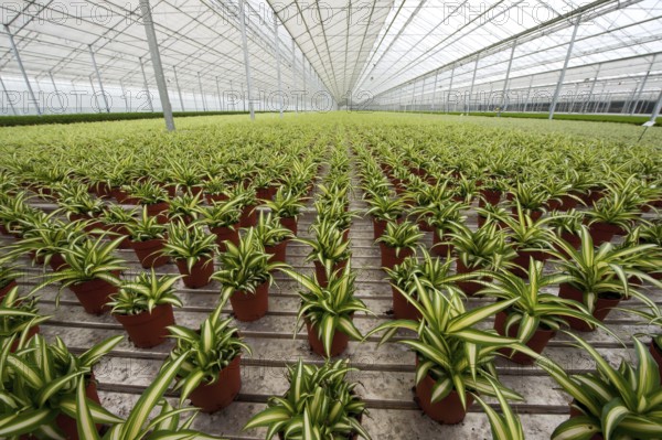Striped house plants in greenhouse for growing