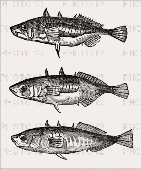 3 different types of three-spined stickleback (Gasterosteus aculeatus), 19th century
