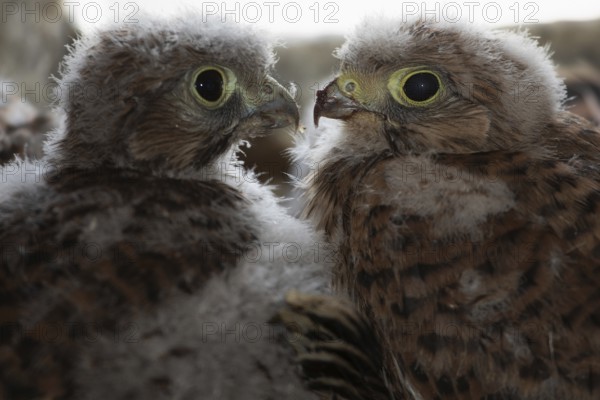 Kestrel two young birds sitting together in the nesting area