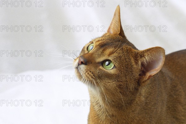 ABYSSINIAN WILD COLOURED, ABYSSINIAN CAT, RUDDY, WILDLOOKING