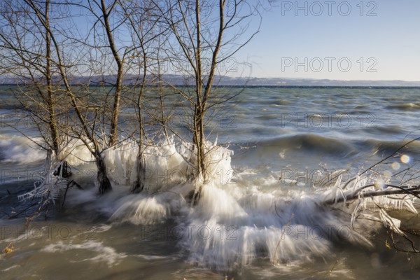 Roaring frozen lakeshore trees fighting with wild waves, Hörnle, Constance, Lake Constance, Baden-Württemberg, Germany, Europe