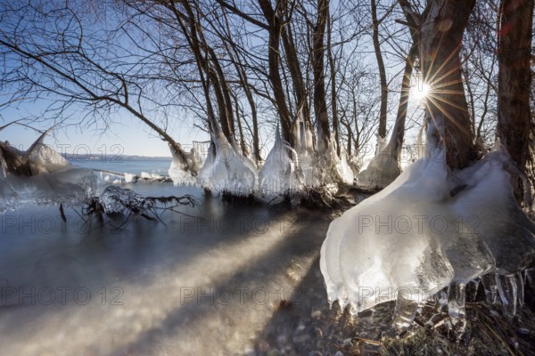 Icy trees with sunlight shining through the branches, wintry atmosphere, Hörnle, Constance, Lake Constance, Baden-Württemberg, Germany, Europe