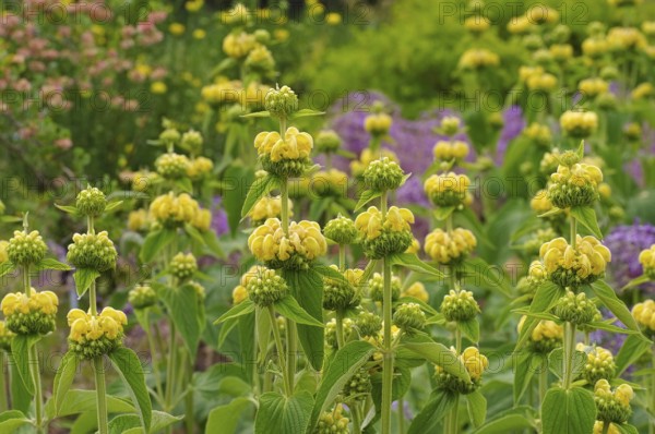 Russel-Brandkraut, Phlomis russeliana, Jerusalem sage, Phlomis russeliana a purple wildflower
