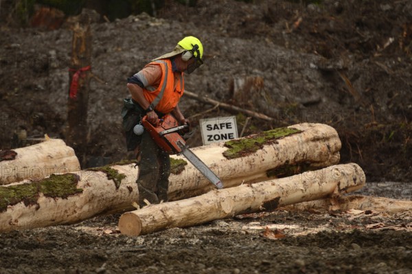A forestry worker trims a Pinus radiata log at a logging site near Kumara, West Coast, New Zealand, Oceania