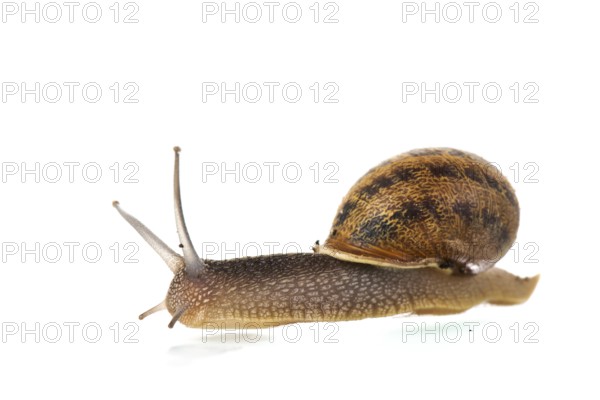 Single snail isolated over white background