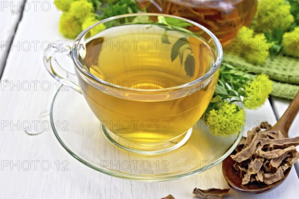 Herbal tea in a glass cup, a teapot on a napkin, spoon with dry roots of Rhodiola rosea, fresh flowers of Rhodiola Rosea on the background wooden boards