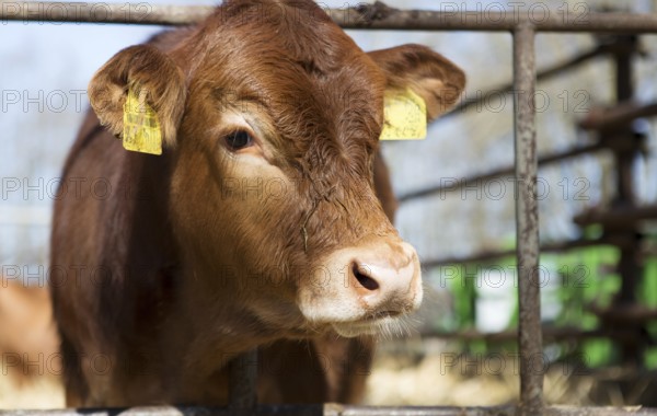 Calf in a stable in northern Germany, 2019