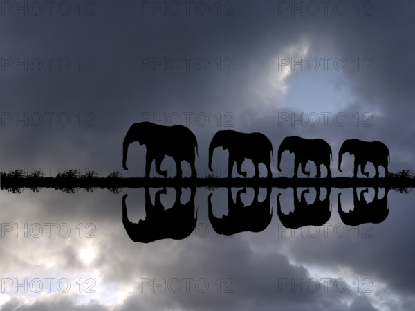 Photomontage, Elephant family reflected in the water during a thunderstorm, (Loxodonta africana), Botswana, Okovango Delta, Okovango Delta, Botswana, Africa