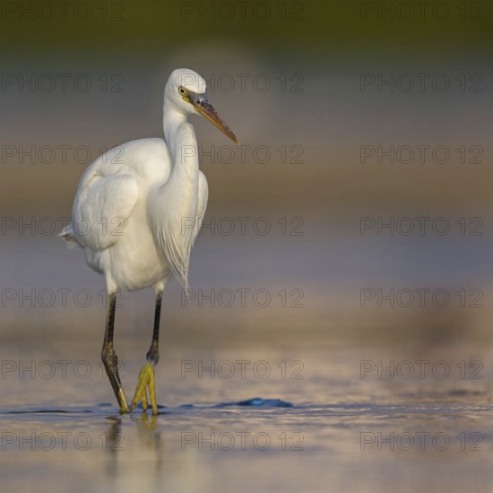 Western Reef Heron, Western Reef-Heron, Western Reef-Egret, (Egretta gularis), Garceta Dimorfa, Raysut, Salalah, Dhofar, Oman, Asia