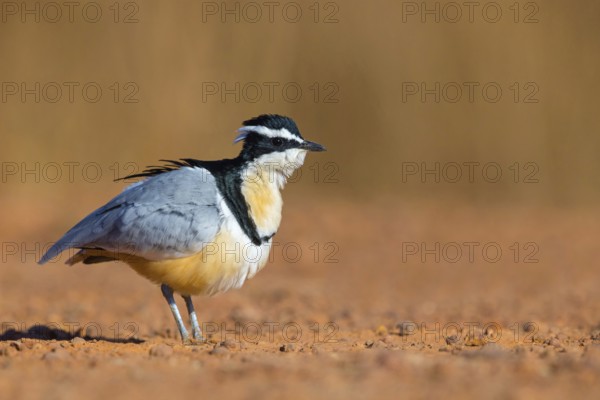Crocodile-bird, (Pluvianus aegytpticus), Crocodile-bird, Egyptian Plover, Pluvian fluviatile, Pluvial, Njau area, Njau, North Bank, Gambia, Africa