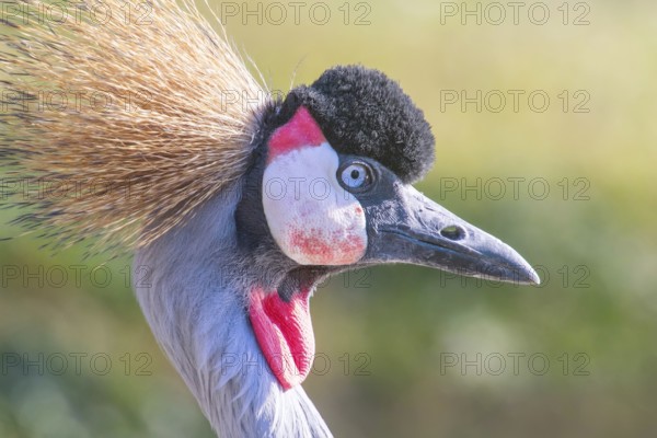 Grey crowned crane Close up portrait (Balearica regulorum) National bird of Uganda
