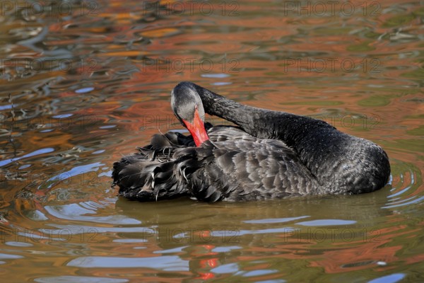 Black Swan, Black Swan, Mourning Swan, Cygnus atratus, Anas atrata, Black Swan
