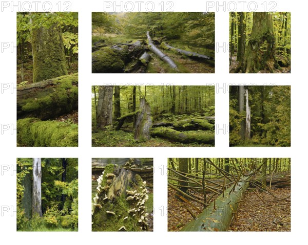 Totholz im Bayerischen Wald. Deadwood in the Bavarian Forest