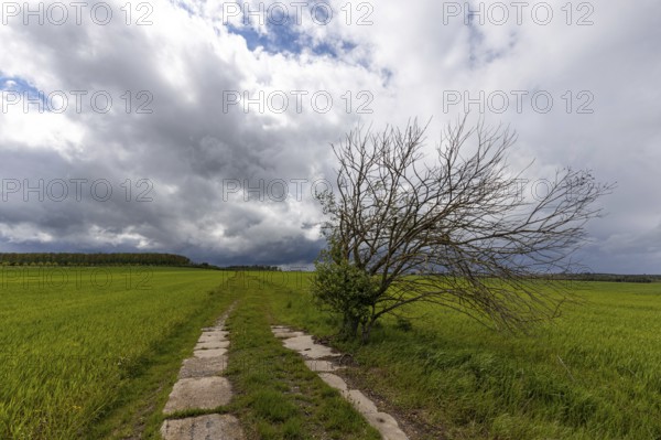 Harz landscape Selketal