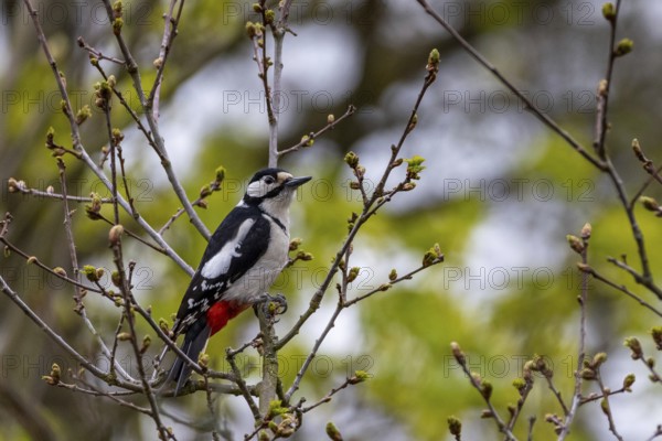 Feeding birds