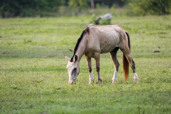 Light-brown Pantanal horse grazing on a green meadow, Pantanal Wetlands, Mato Grosso, Brazil, South America