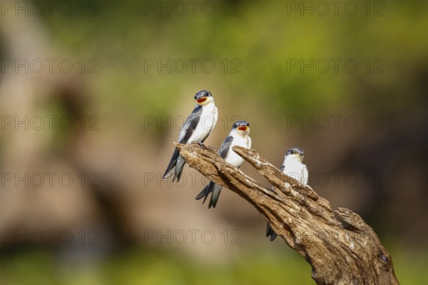 Close-up of three White-winged Swallows perched on a brown tree stump against natural defocused background, Pantanal Wetlands, Mato Grosso, Brazil, South America