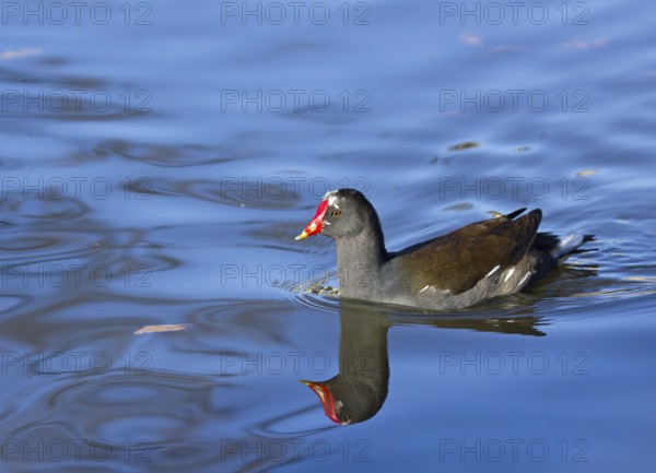 Reflection of Common Moorhen on lake surface